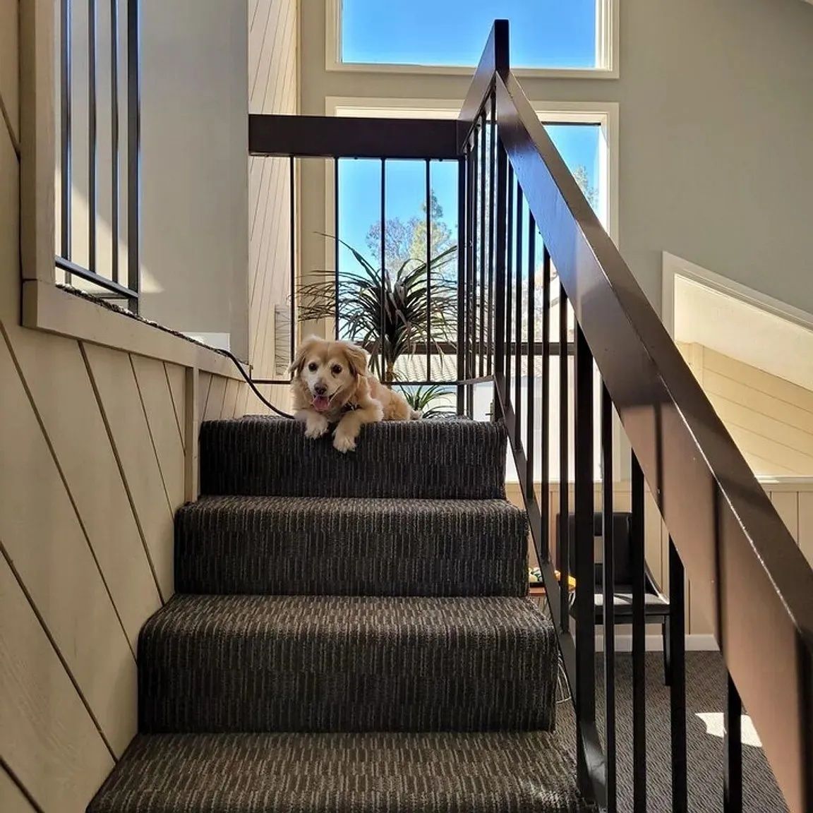 Ashwood Gardens apartments pet policy